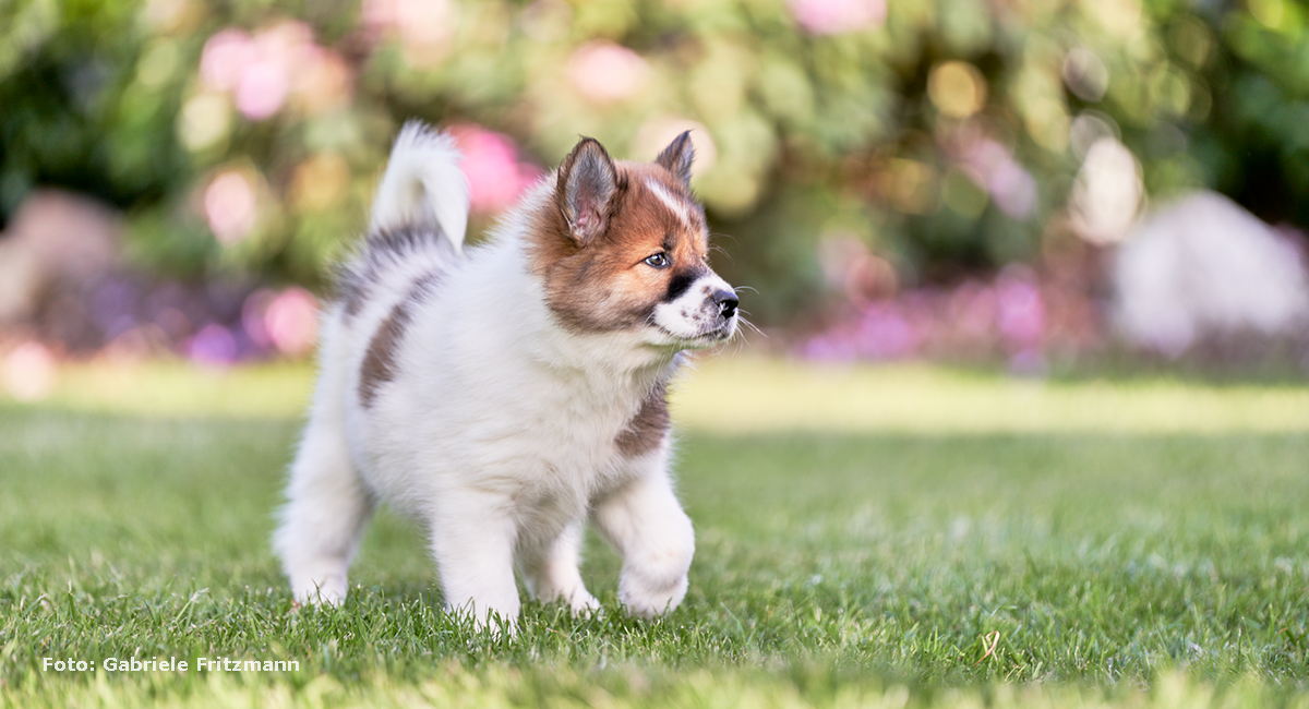 Welpe-Elo-Eurasier-1