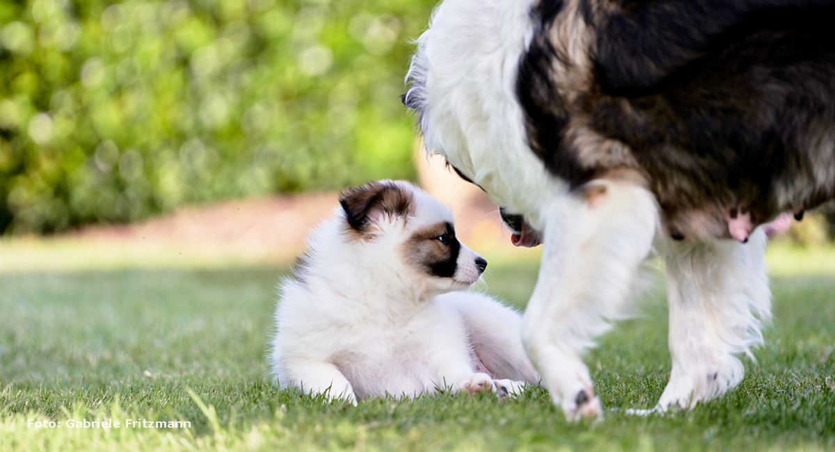 Welpe-Elo-Eurasier-2