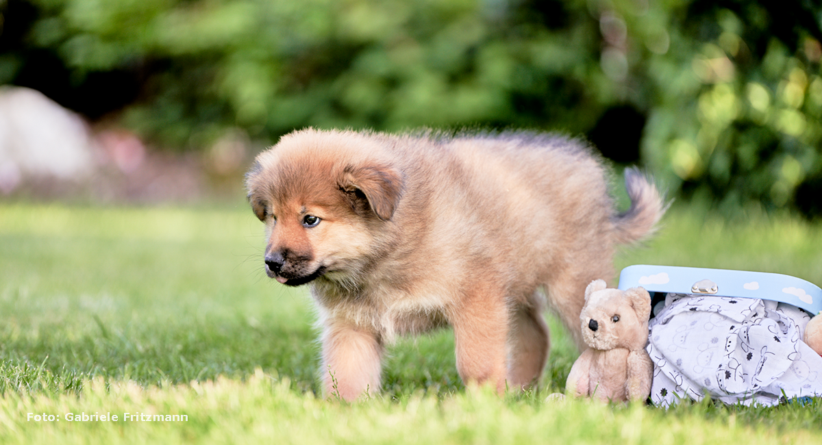 Welpe-Elo-Eurasier-3