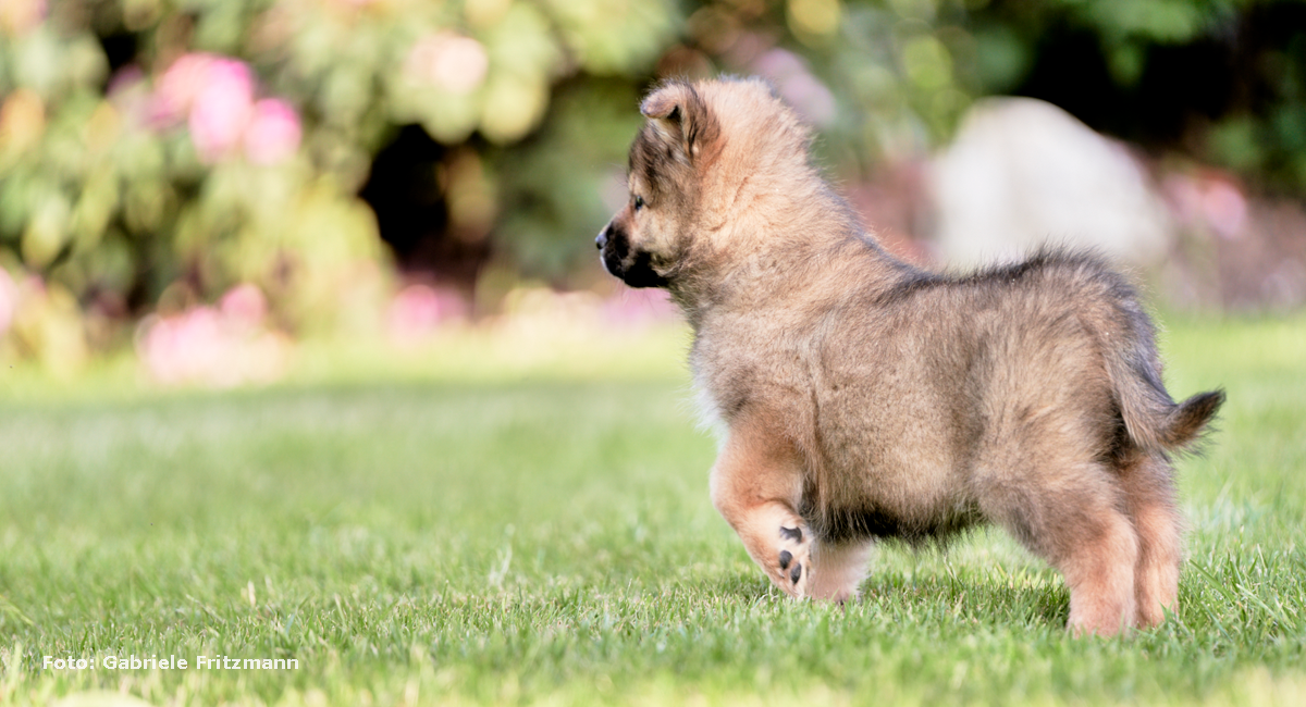 Welpe-Elo-Eurasier