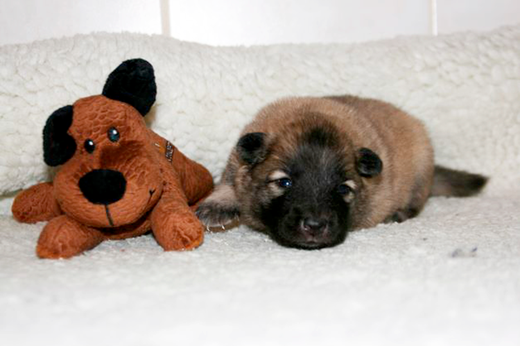 Urs-der-Bär2Wk.JPG